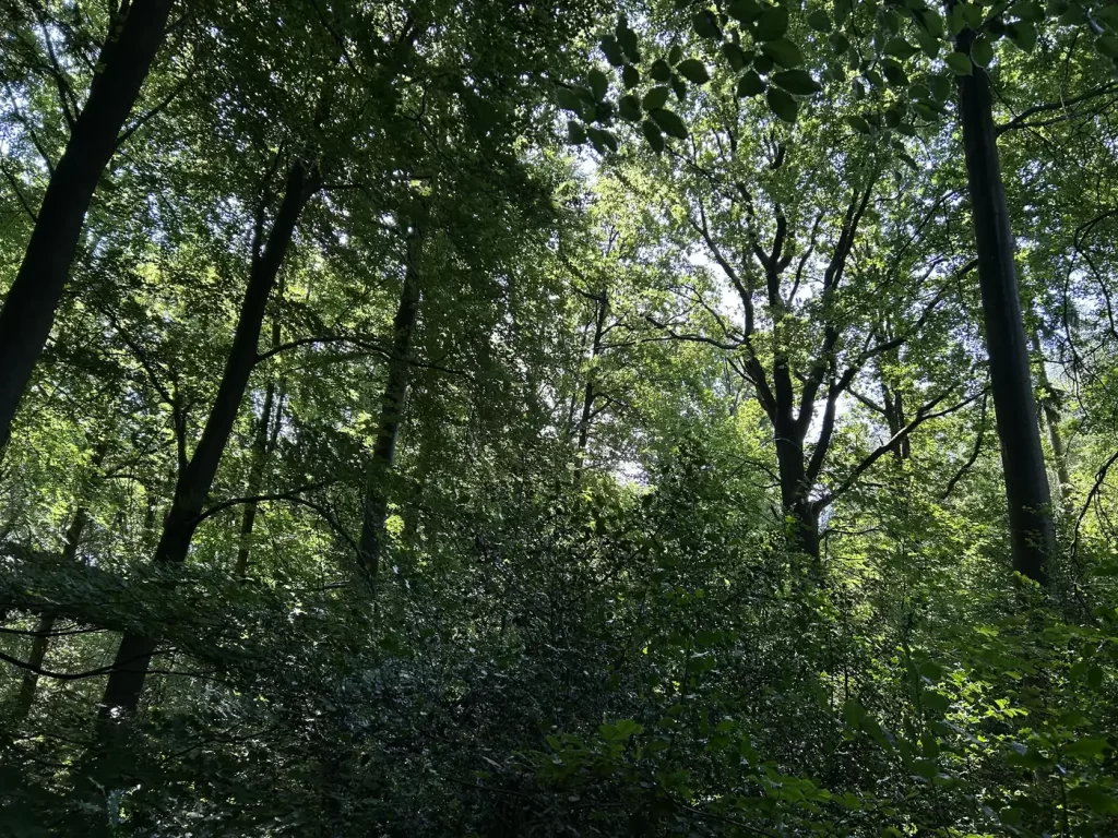 Eikenbos met beuken op een helling, in het groen van de zomer