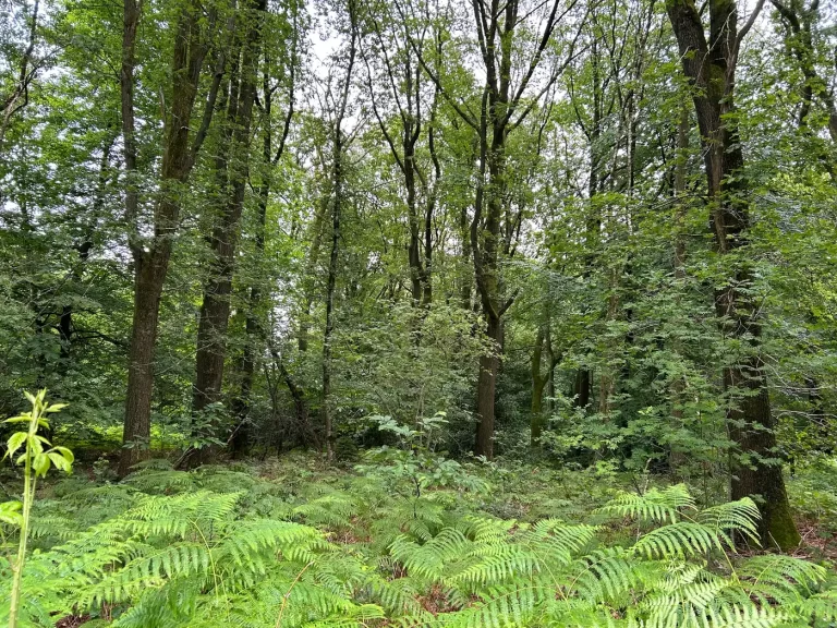 Open plek in een Nederlands eikenbos met zonlicht